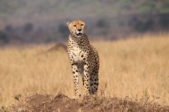 Gepard (Acinonyx jubatus) Muttertier auf Aussichtshügel, Savanne, Ostafrika, 