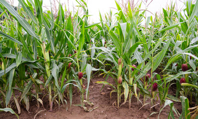 Corn field, cultivated corn cob growing, harvest in the summer, agriculture plants for food, farmland on the countryside
