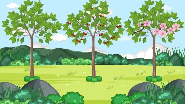 Biological education animation showcasing the life cycle of cherries.