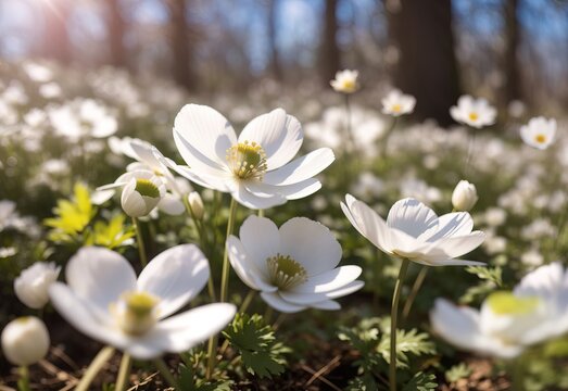 Beautiful white flowers of anemones in spring in a forest close-up in sunlight in nature