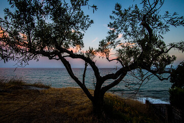 Olive trees on a hill in the forest near the Aegean Sea in Greece at sunset