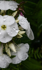 Garden flowers after rain