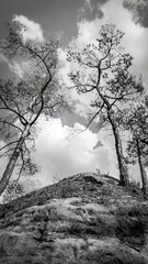 black and white of trees in sanstone from below