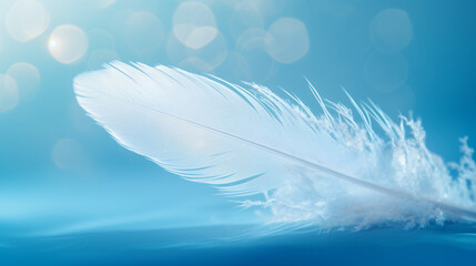 A bright blue background with one white feather