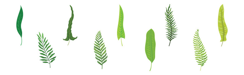 Green Tropical Frond as Plant Part on Stem Vector Set
