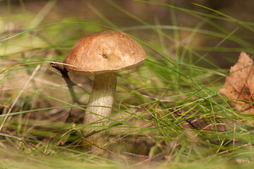 Edible mushroom brown cap boletus (Leccinum scabrum). Small depth of field
