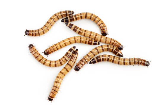Worms larvae zophobas isolated on white background. Food for exotic animals. Top view. Flat lay