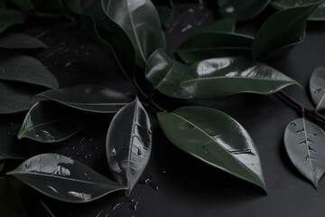 Sleek black surface with rubber plant leaves, Monochrome flat lay, 