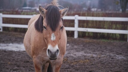 Beautiful Sad Brown Bucksin Horse Standing in Muddy Paddock on Cloudy Autumn Day