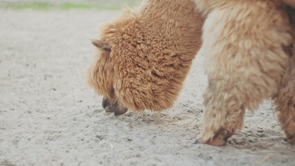 Cute Beige Furry Alpaca Before Fleece Shearing