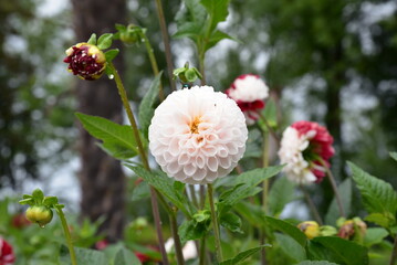 The dahlia is a flower highly appreciated for its ornamental beauty.