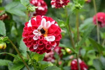 The dahlia is a flower highly appreciated for its ornamental beauty.