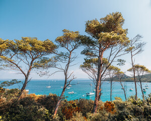 Porquerolles, South of France, pine tree on the beach
