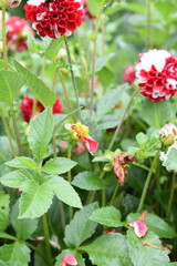 The dahlia is a flower highly appreciated for its ornamental beauty.