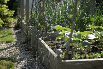 garden in the spring
