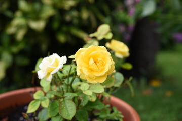 Red roses, yellow roses, button roses