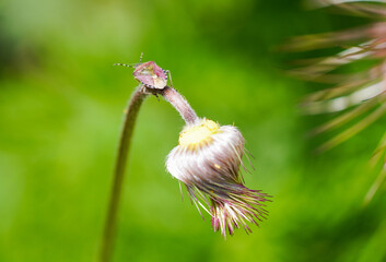 Green shield bug on a flower. Close-up of the insect. Palomena prasina.
