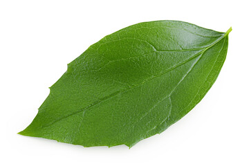 Fototapeta na wymiar Jasmine leaf isolated over white background. Top view. Flat lay