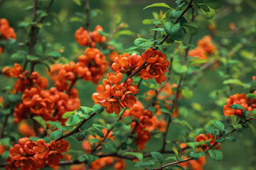 flowering of henomeles "Red Joy" 
