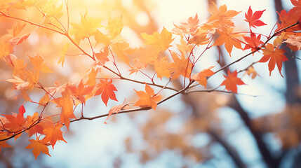 Autumn colorful bright leaves swinging in a tree