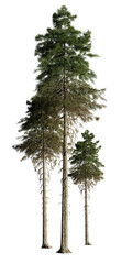 tall fir tree group, isolated on transparent background