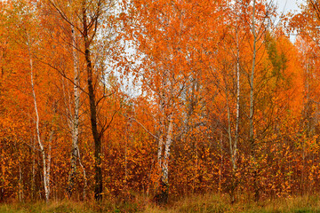 Natural landscape. The crowns of the trees in the grove turned yellow.