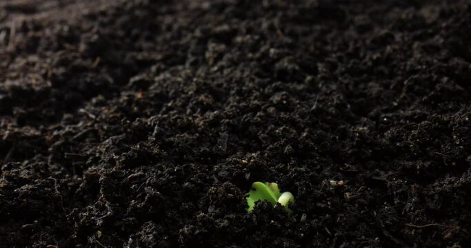 Time-Lapse Growth: From Sprout Germination to Newborn Plant. High quality 4k footage