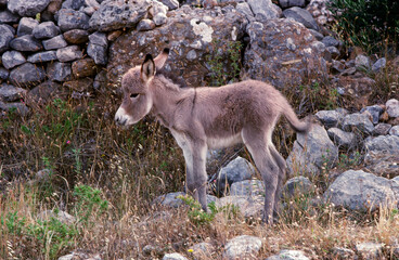 A young Donkey at Peloponnese/Mani near Gythio , Greek Island Greece , Europe
