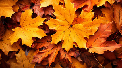 Naklejka na ściany i meble Autumn colorful bright leaves swinging in a tree