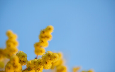 Wattle on blue with negative space 2
