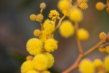 Close up fluffy wattle flower on golden background