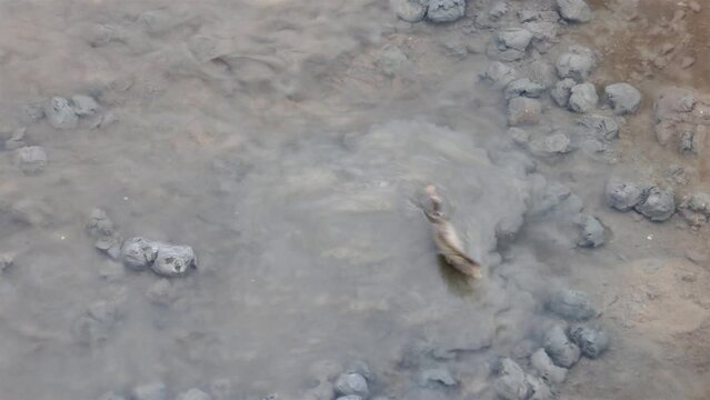 A mudskipper spit muddy balls as barrier around his burrow when digs nest hole in bottom of river, Thailand