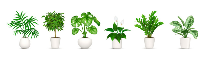 Green houseplant collection. Set of nature leaf plants in pots. Floral decoration, home, house flowers. Indoor interior, flowerpot, design. Isolated on white background. Vector illustration.