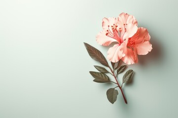 Rhododendron on pastel background with copy space