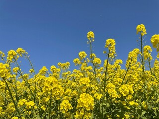 rapeseed
