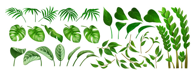 Various leaves collection. Nature set, plant, green decoration, summer botanical foliage element. Jungle, forest, garden flora. Isolated on white background. Vector illustration.