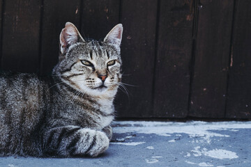 Portrait d'un chat tigré adulte couché dans un refuge animalier
