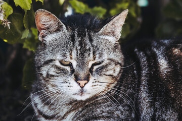 Portrait d'un chat tigré adulte couché dans un refuge animalier