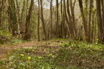 details from a deep forest