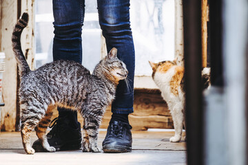 Chat tigr&eacute; qui se frotte sur les jambes de sa maitresse