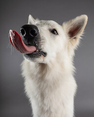 white swiss shepherd