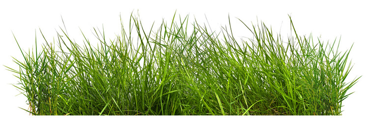 green grass isolated on white