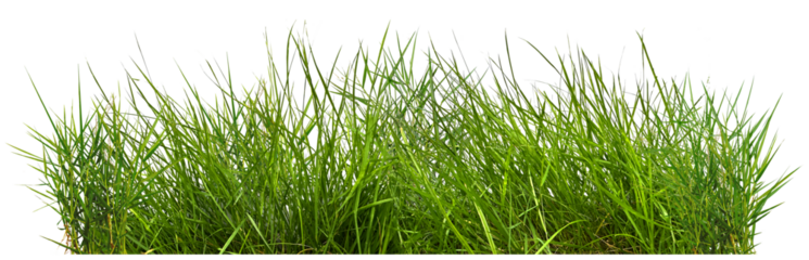 green grass isolated on white