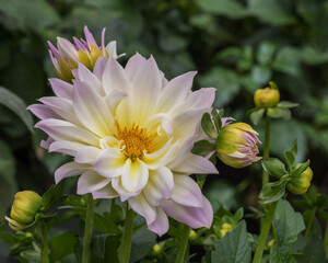 Dahlia Hybrid, an ornamental plant with very large flowers