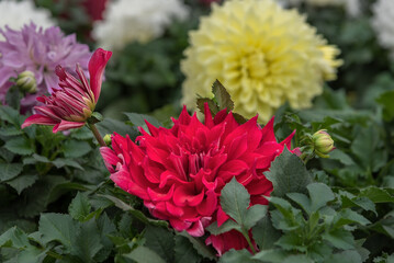 Dahlia Hybrid, an ornamental plant with large flowers used in landscape design due to their beauty and variety of colors