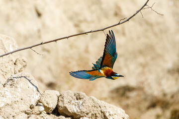 Fototapeta na wymiar Colorful Bee Eater in the Danube Delta