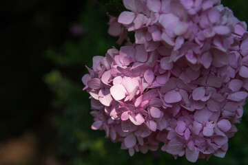 あじさいの花