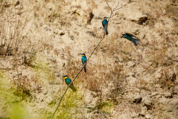 Obraz premium Colorful Bee Eater in the Danube Delta