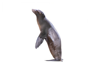 Naklejka premium californian sealion isolated on white background