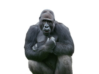 western lowland gorilla isolated on white background © fotomaster